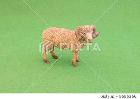 雄のヒツジ 9696366