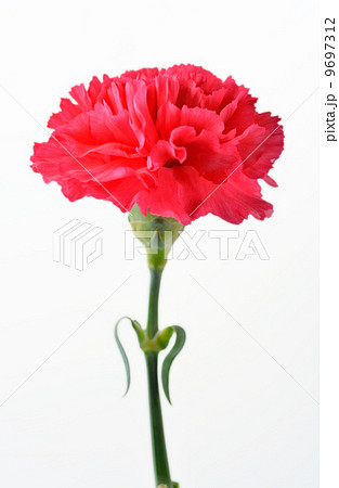 母の日のカーネーション。 母の日のカーネーション。 9697312