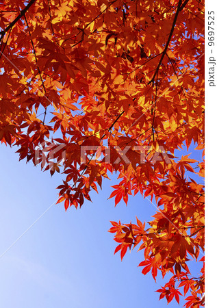 紅葉 9697525