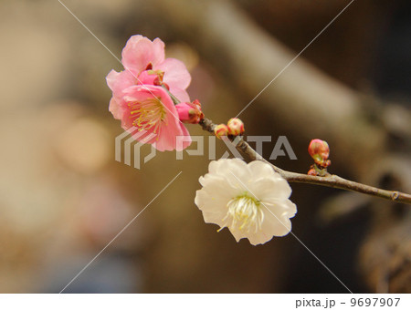 梅の花紅白 9697907