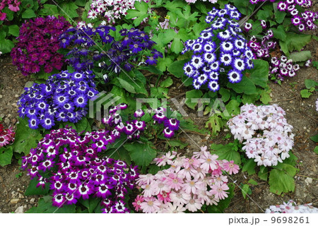 Colorful Daisys on a Park Colorful Daisys on a Park 9698261