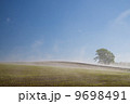 哲学の木の朝 9698491