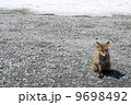 キタキツネ 9698492