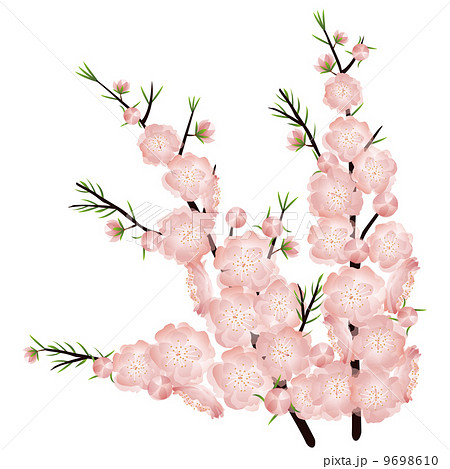 Peach Blossoms 03 Stock Illustration