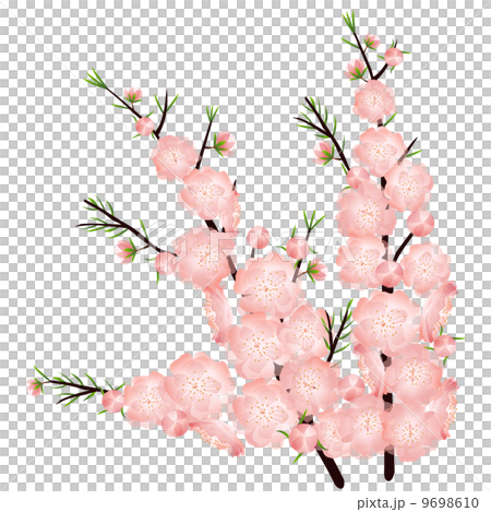 桃花_ 03 桃花_ 03 9698610