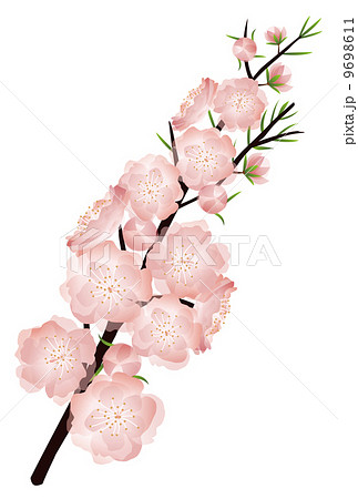 Peach Blossoms 02 Stock Illustration