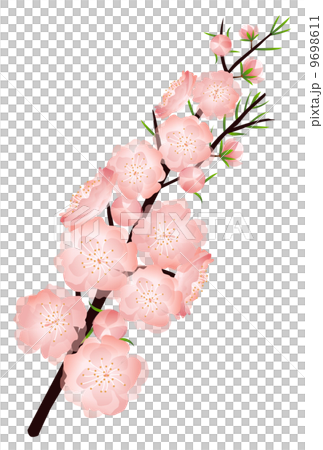 桃花_02 桃花_02 9698611