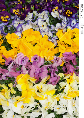 パンジー パンジー 9698708