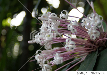 クレロデンドルム・クアドリロクラレの花 9699787