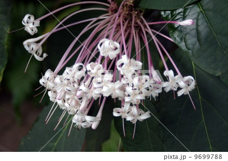 クレロデンドルム・クアドリロクラレの花 9699788