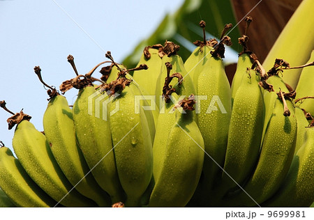 Banana delicious fruit of Thailand 9699981