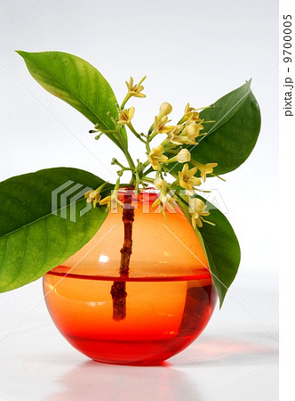 RUBIACEAE FLOWER, scent of Asian exotic flower  9700005