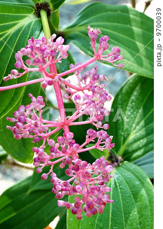 Andaman Pearl flower, beautiful flower of Thailand 9700039