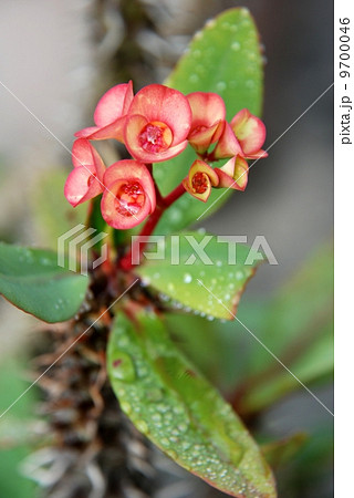 Crown of Thorn Flower amazing flower of Asia 9700046