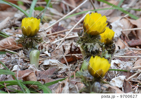 福寿草 福寿草 9700627