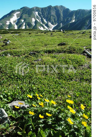 残雪の立山と高山植物 9700656