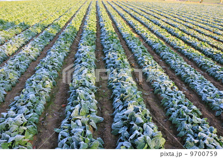 霜を被ったほうれん草畑 霜を被ったほうれん草畑 9700759
