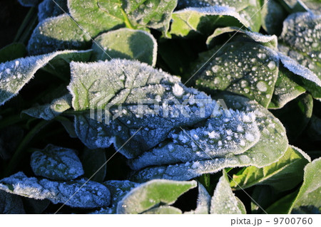 霜を被ったほうれん草畑 9700760