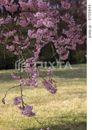 満開のしだれ桜 満開のしだれ桜 9700844