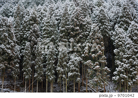 冬の北山杉 9701042