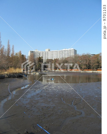 井の頭公園　かいぼり中の池 9701103