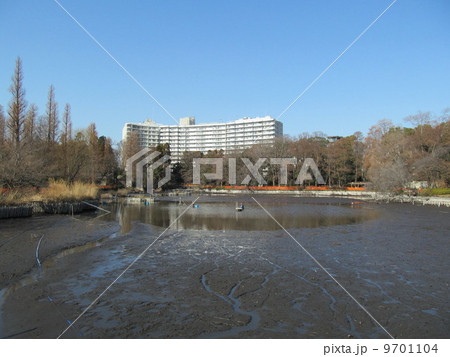 井の頭公園　かいぼり中の池 9701104