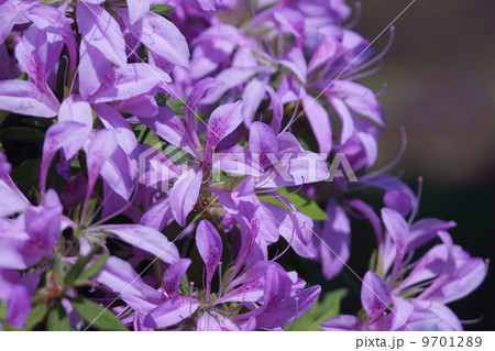 黐躑躅モチツツジ　花車と申します。 9701289