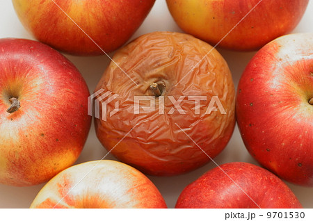 Rotten disgusting apple 9701530