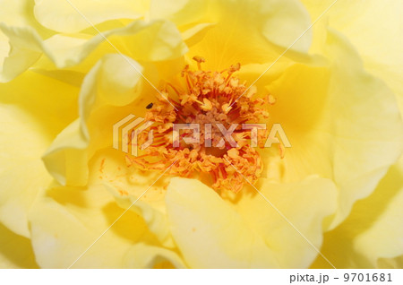 Yellow rose -  macro, closeup 9701681