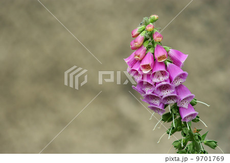 Close-up of bellflowers over grey background 9701769