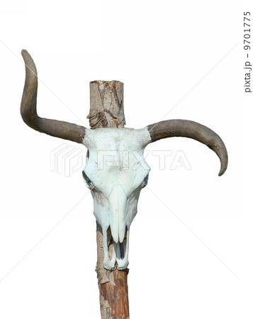Isolated Skull 9701775