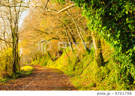 Beautiful landscape. Autumn Pathway alley Co.Cork, Ireland. 9701798