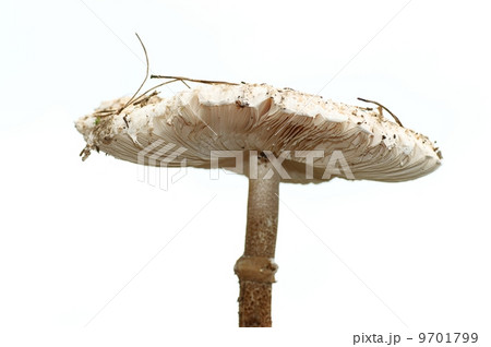 parasol mushroom, white mushroom isolated on white 9701799