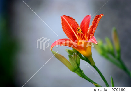 Close-up of flower 9701804