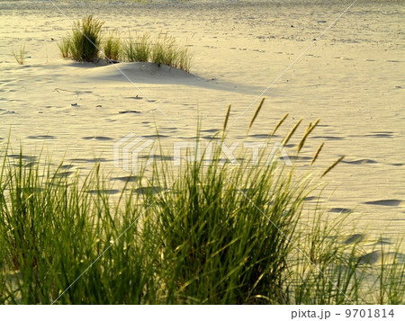 Sea grass on the coast of the Baltic Sea 9701814