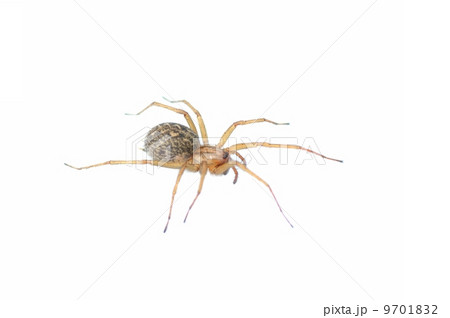 House spider On White Background House spider On White Background 9701832