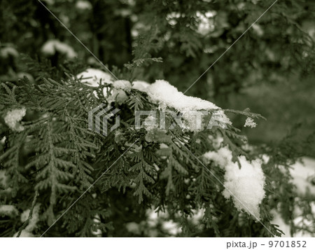 Green tree coniferous covered by snow, winter time Green tree coniferous covered by snow, winter time 9701852