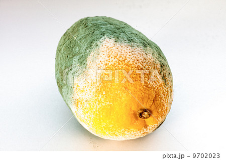 Green moldy lemon citrus fruit isolated. Damaged food. Green moldy lemon citrus fruit isolated. Damaged food. 9702023