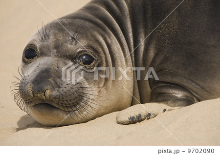 Northern elephant seal pup, Mirounga angustirostris, Ano Nuevo State Reserve, California 9702090