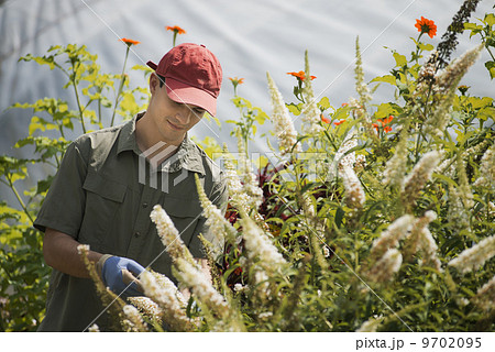 Organic Farmer, young man tending flowering shrubs in a polytunnel. 9702095