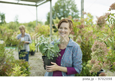 Two women working in a planthouse or greenhouse at an organic farm. Two women working in a planthouse or greenhouse at an organic farm. 9702098