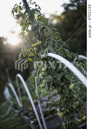 An organic vegetable plant, a tomato vine growing up a support on an organic farm. Dusk. 9702138
