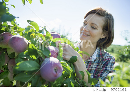 A woman in a plaid shirt picking apples from a laden branch of a fruit tree in the orchard at an organic fruit farm. A woman in a plaid shirt picking apples from a laden branch of a fruit tree in the orchard at an organic fruit farm. 9702161
