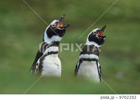 Magellanic penguins calling, Spheniscus magellanicus, Falkland Islands Magellanic penguins calling, Spheniscus magellanicus, Falkland Islands 9702202
