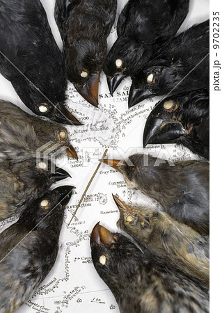 Darwin's finch specimens on map of Galapagos Islands, California Academy of Sciences, San Francisco, California 9702235