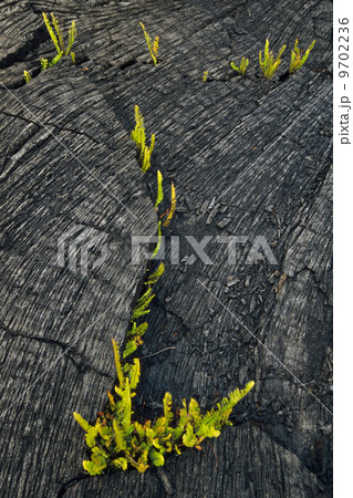 Ferns sprouting in lava flow, Hawaii Volcanoes National Park, Hawaii 9702236