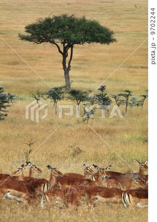 Impalas and Aepyceros melampus, on grassland with small acacia trees in the Masai Mara Reserve, Kenya Impalas and Aepyceros melampus, on grassland with small acacia trees in the Masai Mara Reserve, Kenya 9702244