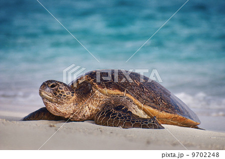 Green sea turtle on beach, Chelonia mydas, Hawaiian Leeward Islands 9702248