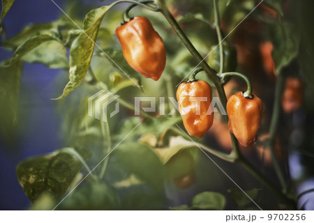 A healthy organic bell pepper plant with fruits in a greenhouse. 9702256