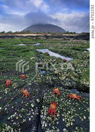 Sally lightfoot crabs, Grapsus grapsus, Galapagos Islands 9702292